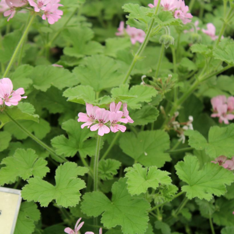 Pelargonium Attar of Roses - Geurgeranium (Bloei)