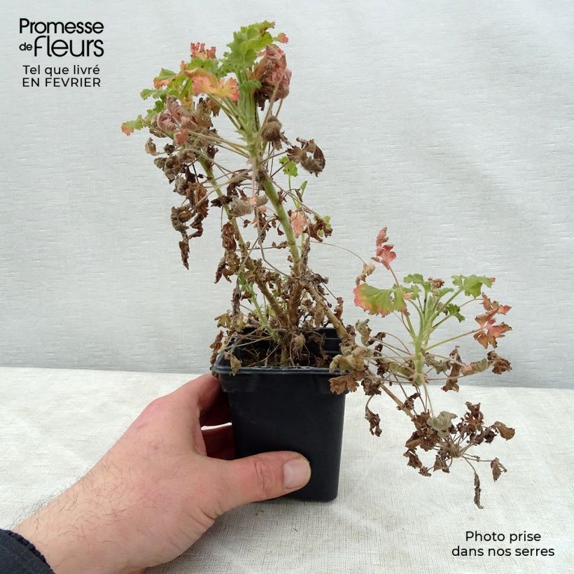 Exemplaar van Pelargonium Concolor Lace - Geurgeranium Kweekpotje van 7/8 cm zoals geleverd in de winter