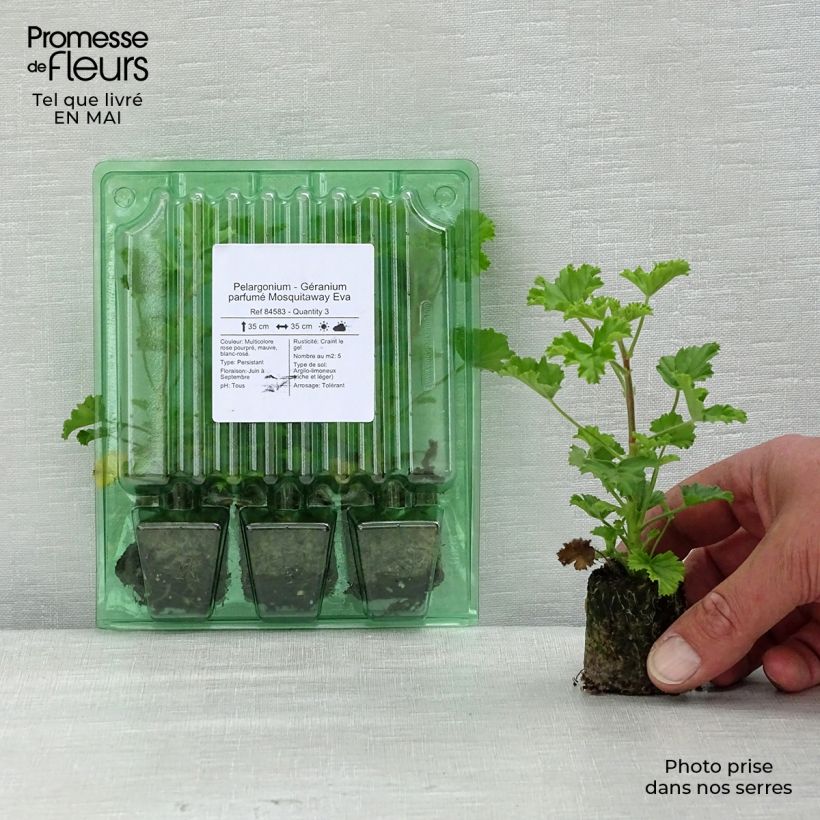 Exemplaar van Pelargonium Mosquitaway Eva - Citroengeranium Mini-mot Ø 3/4 cm zoals geleverd in de lente