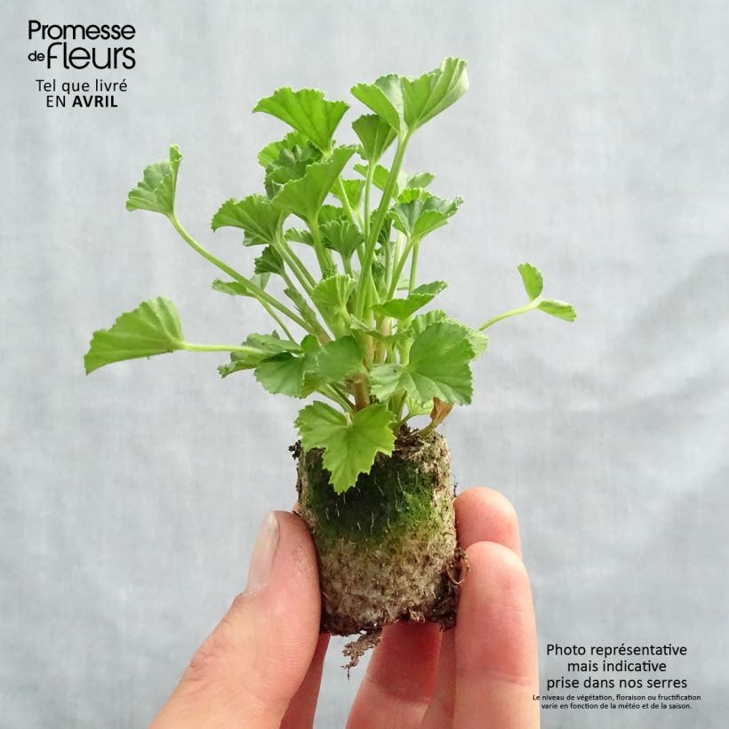 Exemplaar van Pelargonium Mosquitaway Lizzy - Citroengeranium Mini-mot Ø 3/4 cm zoals geleverd in de lente