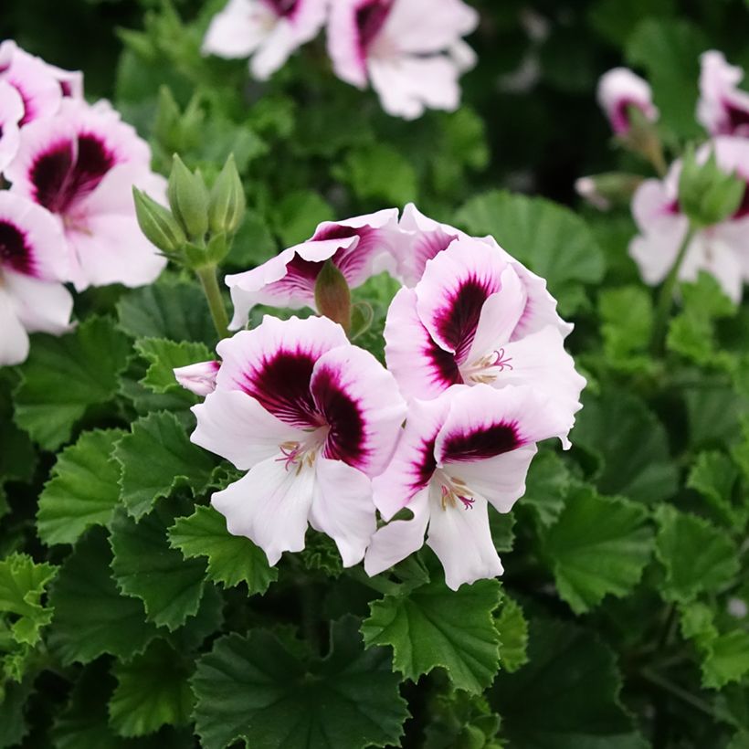 Pelargonium Mosquitaway Lizzy - Citroengeranium (Bloei)
