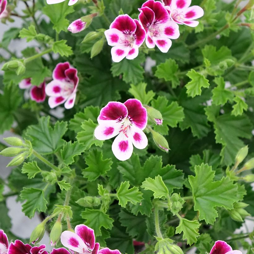 Pelargonium Mosquitaway Nova - Citroengeranium (Bloei)