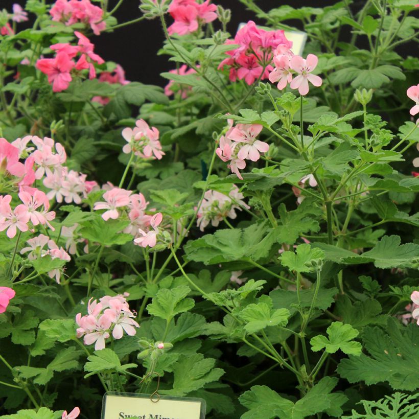 Pelargonium Sweet Mimosa - Geurgeranium (Bloei)