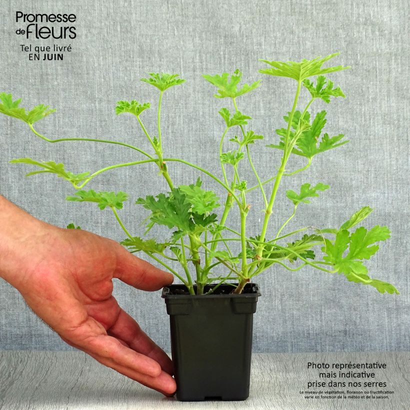 Exemplaar van Pelargonium graveolens - Geurgeranium Kweekpotje van 7/8 cm zoals geleverd in de zomer