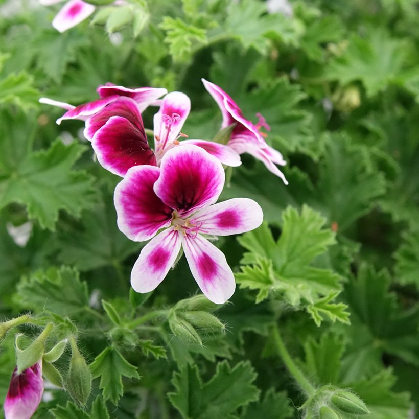 Pelargonium Mosquitaway Eva - Citroengeranium (Bloei)
