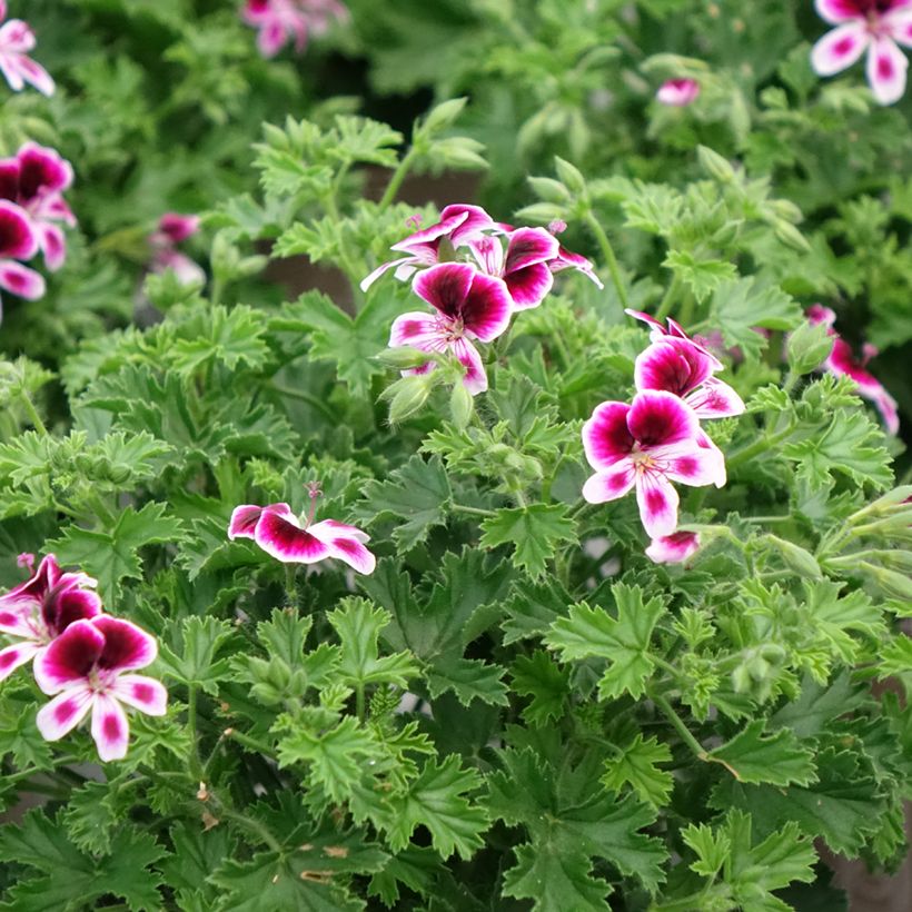 Pelargonium Mosquitaway Eva - Citroengeranium (Groeiplaats)