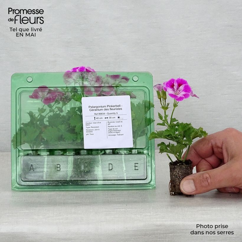 Exemplaar van Pelargonium Pinkerbell - Regal geranium Mini-mot Ø 3/4 cm zoals geleverd in de lente