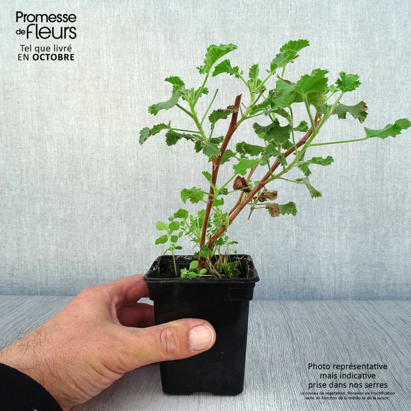 Exemplaar van Pelargonium crispum Prince Rupert - Citroengeranium Kweekpotje van 7/8 cm zoals geleverd in de herfst