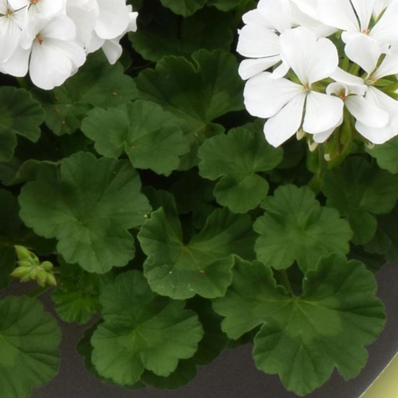 Pelargonium TwoinOne White (Blad)