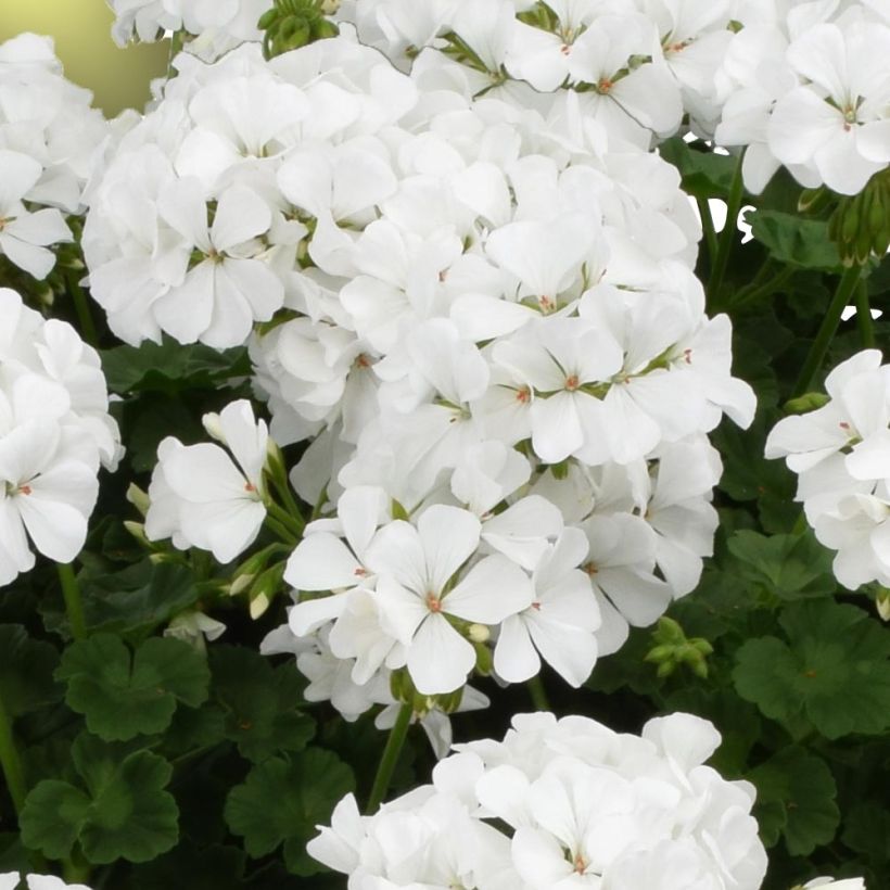 Pelargonium TwoinOne White (Bloei)