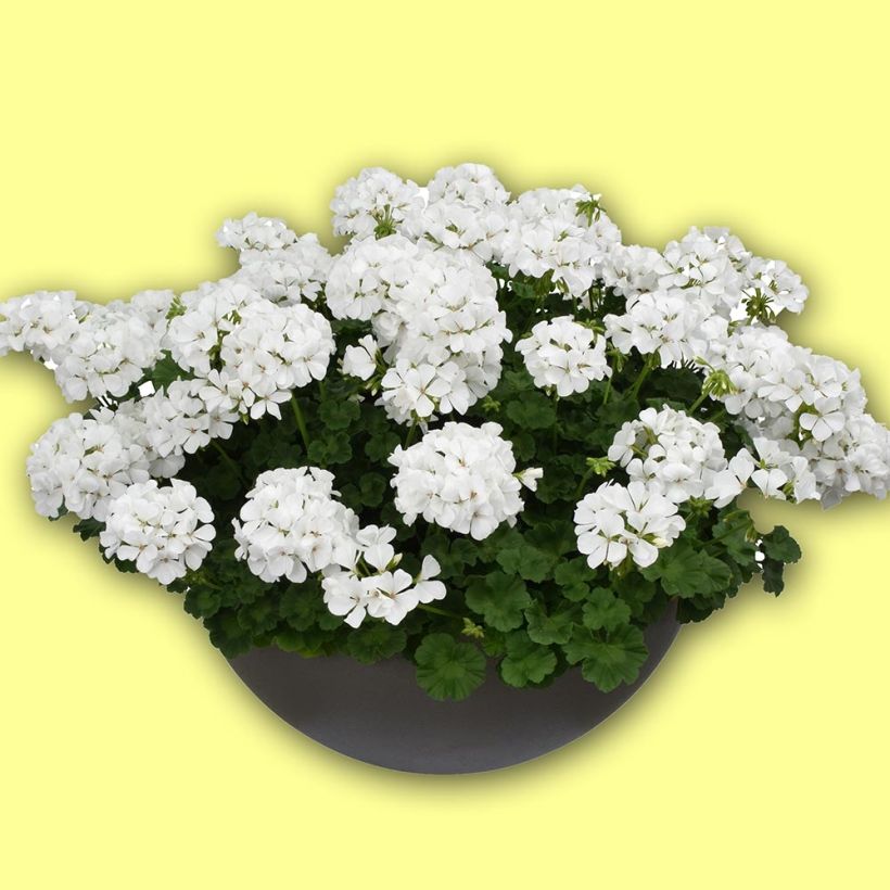 Pelargonium TwoinOne White (Groeiplaats)