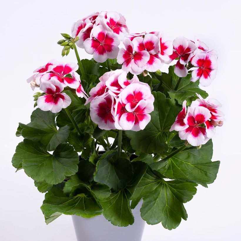 Pelargonium TwoinOne White Splash (Groeiplaats)