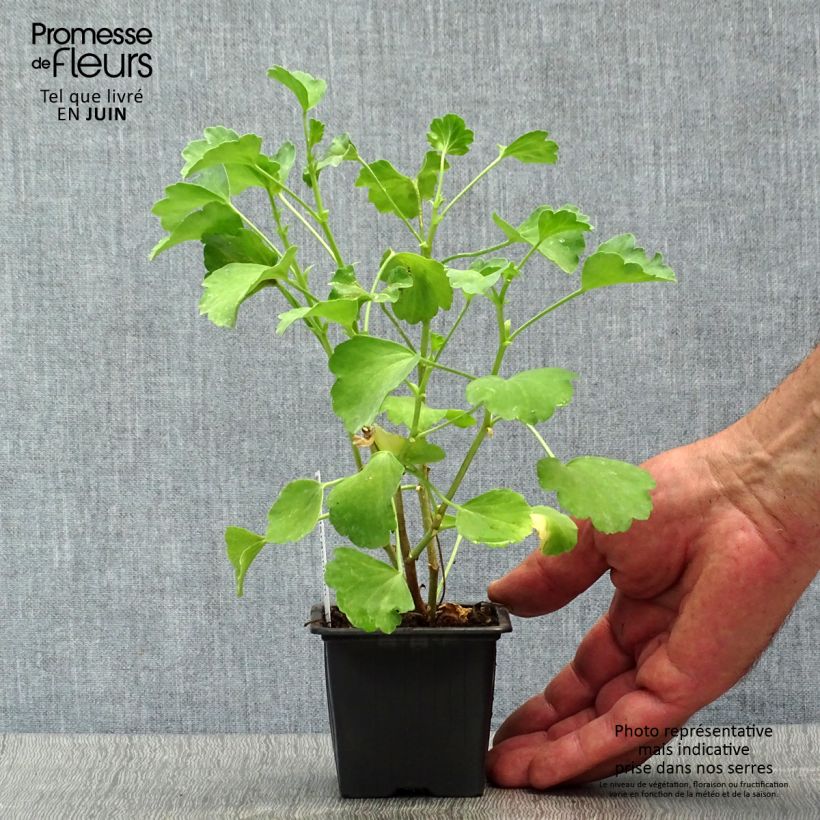 Exemplaar van Pelargonium acetosum - Botanische pelargonium Kweekpotje van 8/9 cm zoals geleverd in de zomer