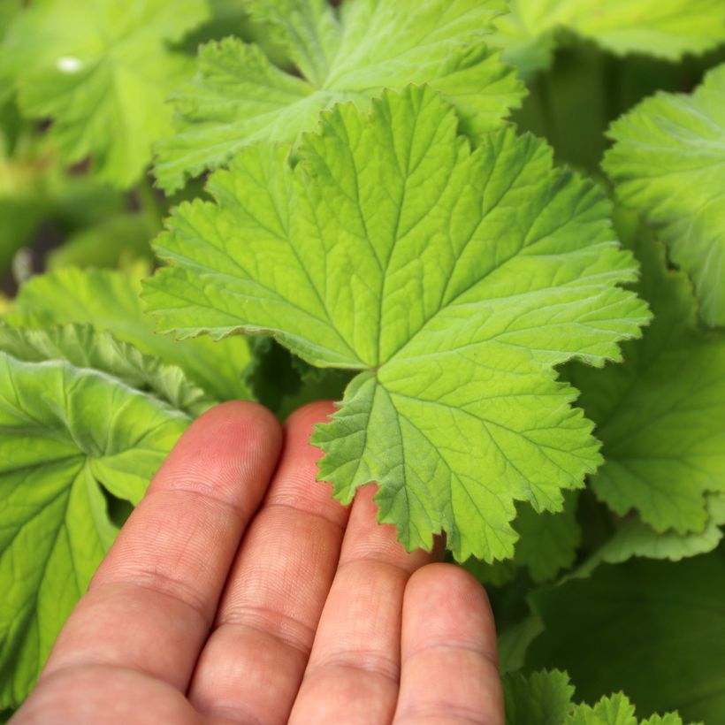 Pelargonium album - Botanische pelargonium (Blad)