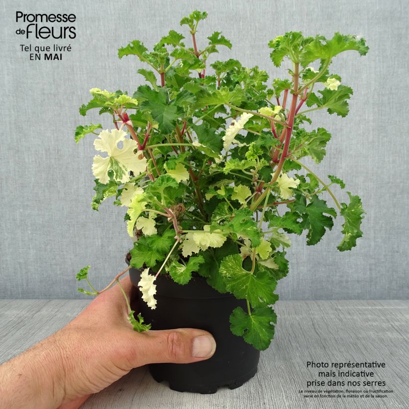 Exemplaar van Pelargonium crispum Peach Cream - Geurgeranium Pot van 1,5 l/2 l zoals geleverd in de lente