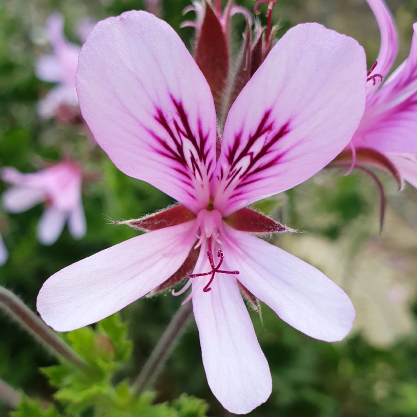 Pelargonium crispum Peach Cream - Geurgeranium (Bloei)
