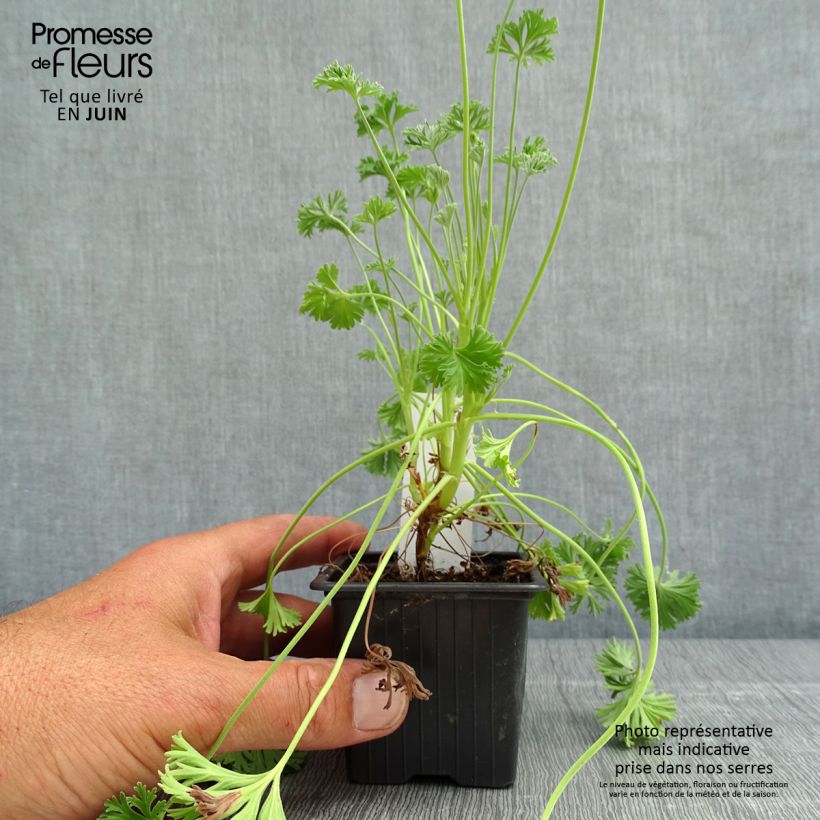 Exemplaar van Geurgeranium Deerwood Lavender- Geurgeranium Kweekpotje van 8/9 cm zoals geleverd in de lente