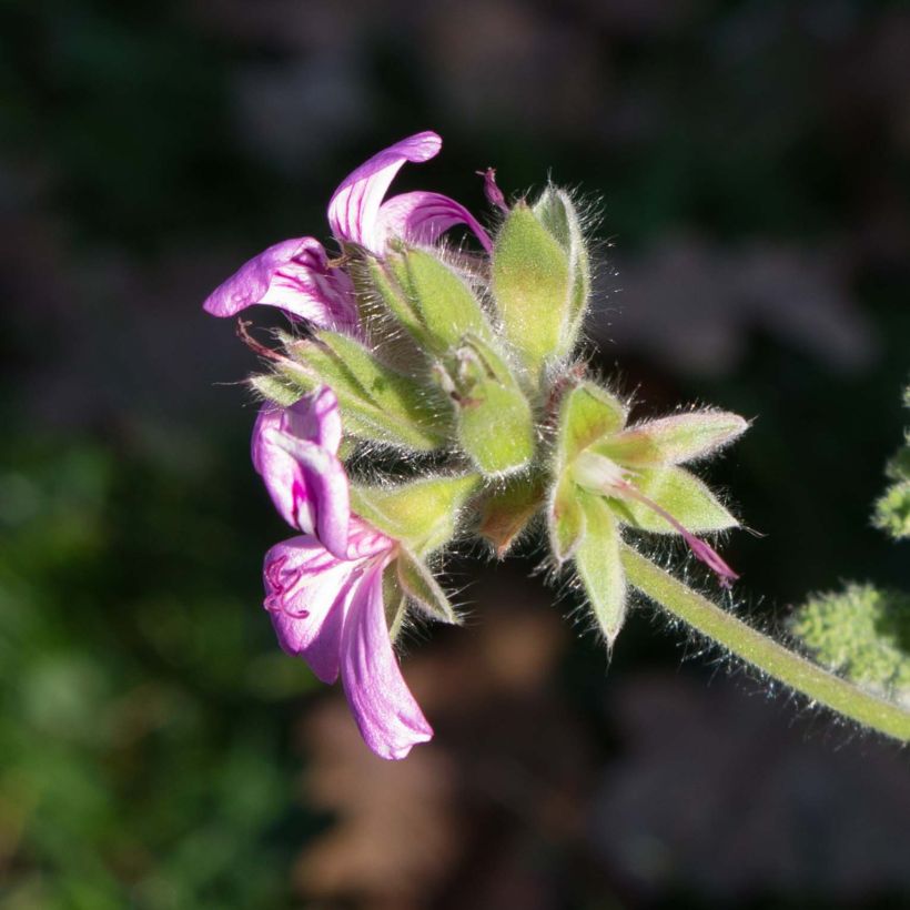 Pelargonium Endsleigh - Geurgeranium (Bloei)