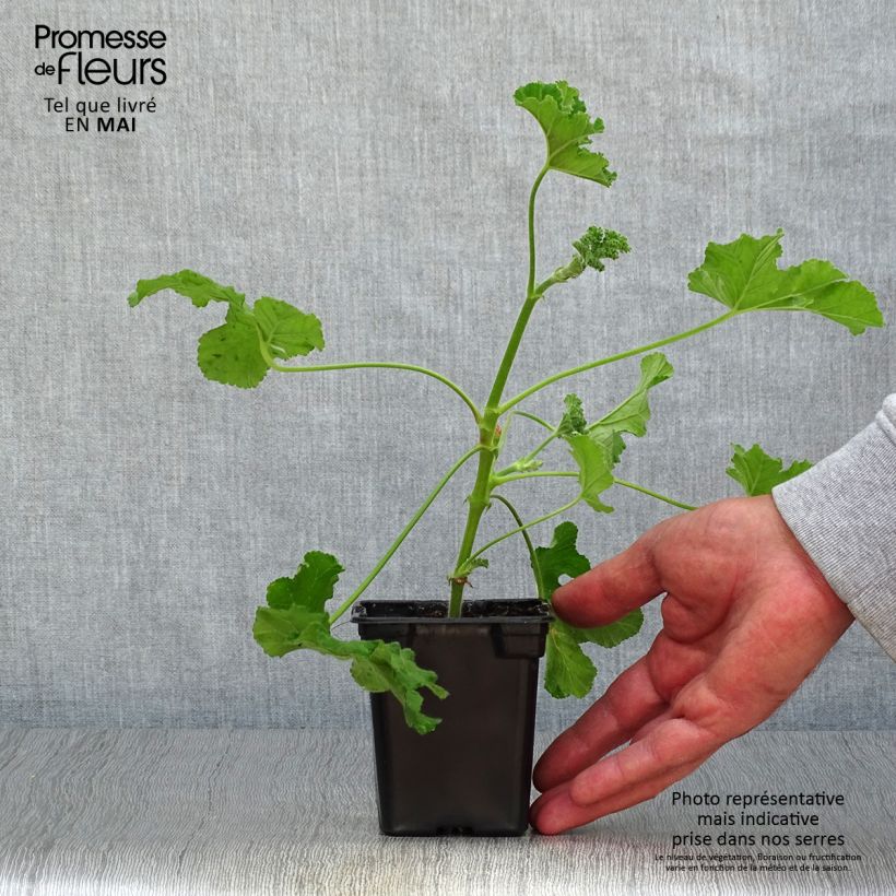 Exemplaar van Pelargonium Endsleigh - Geurgeranium Kweekpotje van 7/8 cm zoals geleverd in de lente