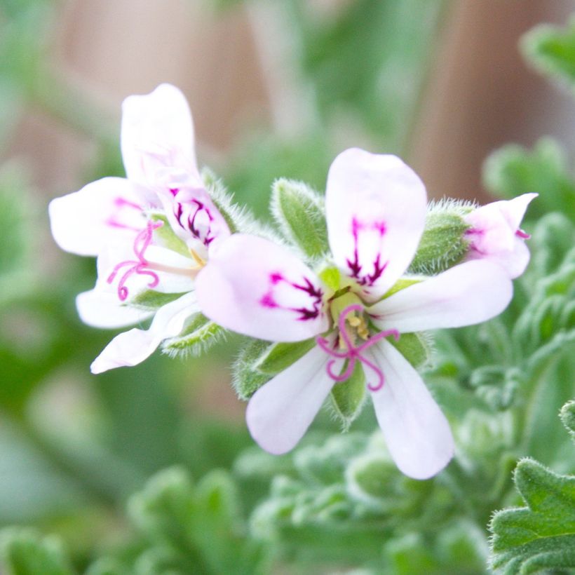 Pelargonium graveolens Lady Plymouth - Rozengeranium (Bloei)