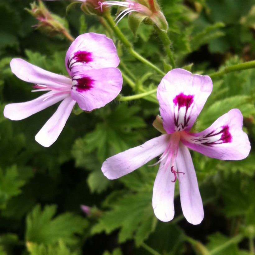 Pelargonium Lemon Fancy - Citroengeranium (Bloei)