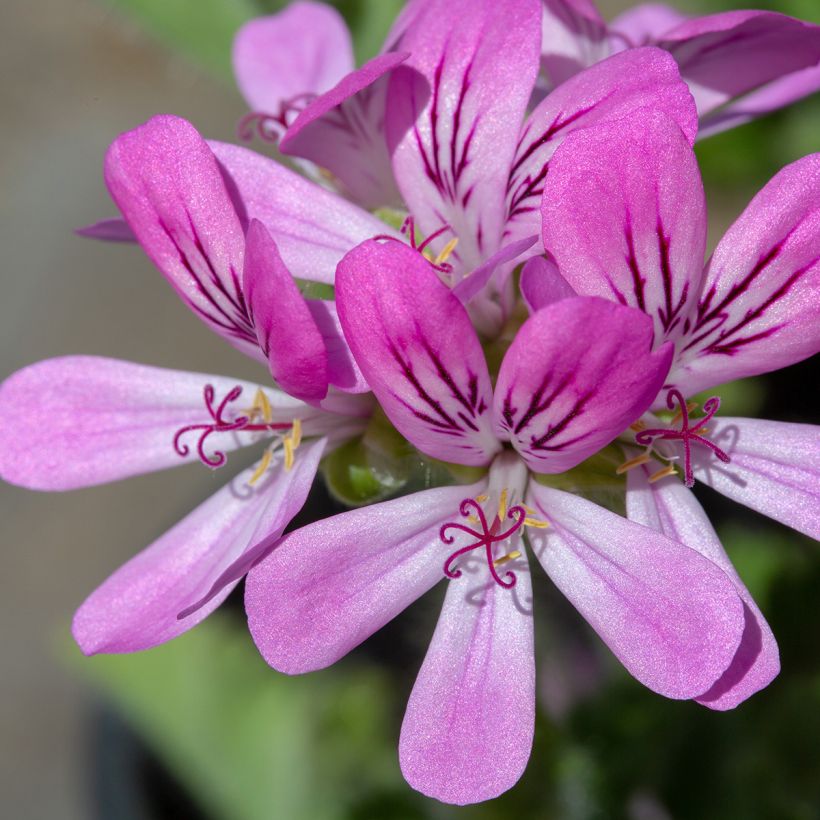 Pelargonium capitatum Pink Capricorn - Rozengeranium (Bloei)