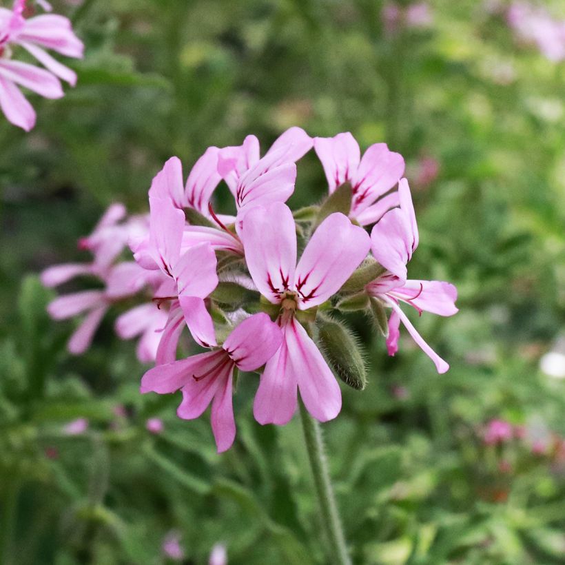 Pelargonium graveolens Robert's Lemon Rose - Rozengeranium (Bloei)