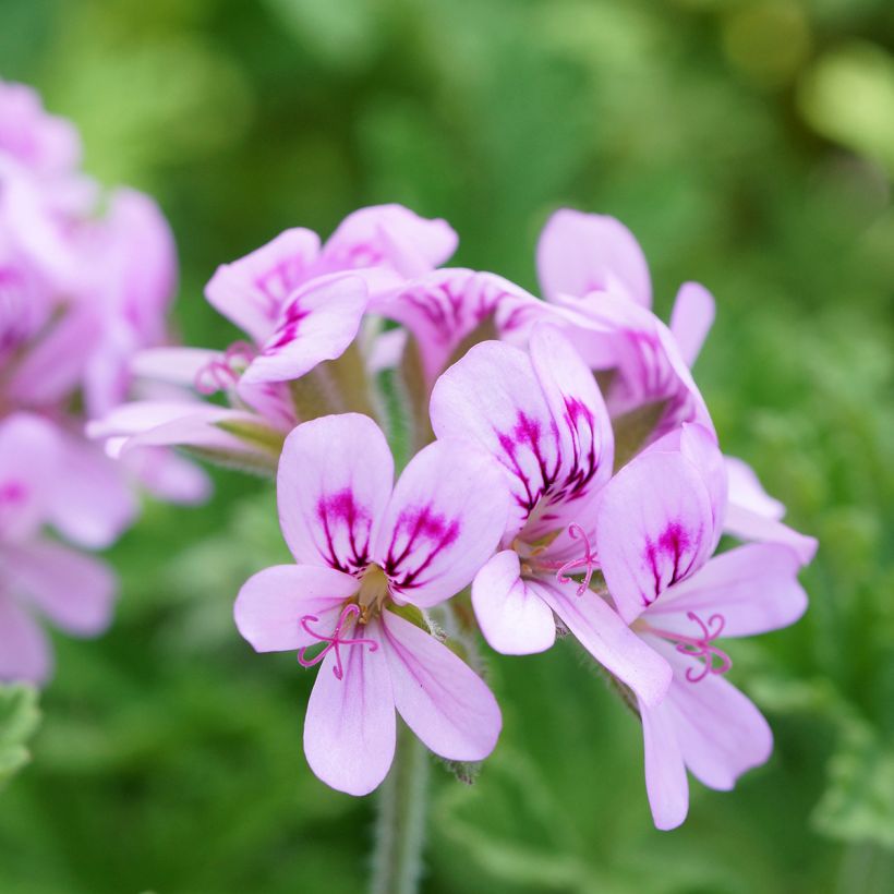 Pelargonium White Graveolens - Geurgeranium (Bloei)