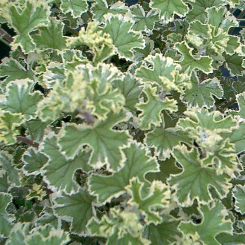 Pelargonium crispum Variegatum - Citroengeranium (Blad)