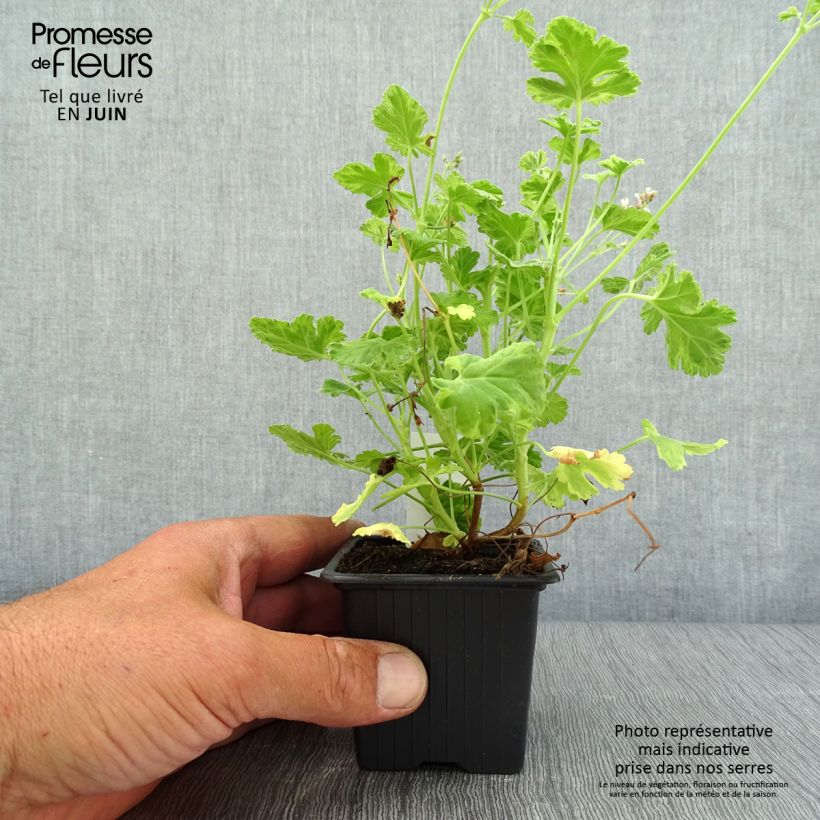 Exemplaar van Pelargonium x fragrans Variegatum - Geurgeranium Kweekpotje van 8/9 cm zoals geleverd in de zomer