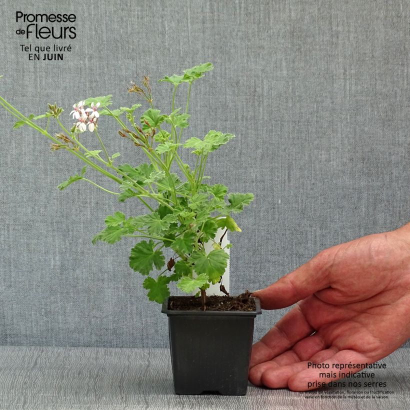 Exemplaar van Pelargonium x fragrans Variegatum - Geurgeranium Kweekpotje van 8/9 cm zoals geleverd in de lente