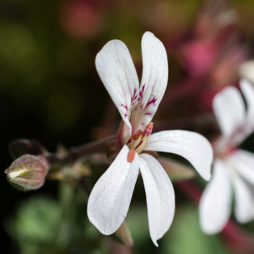 Pelargonium x fragrans Variegatum - Geurgeranium (Bloei)