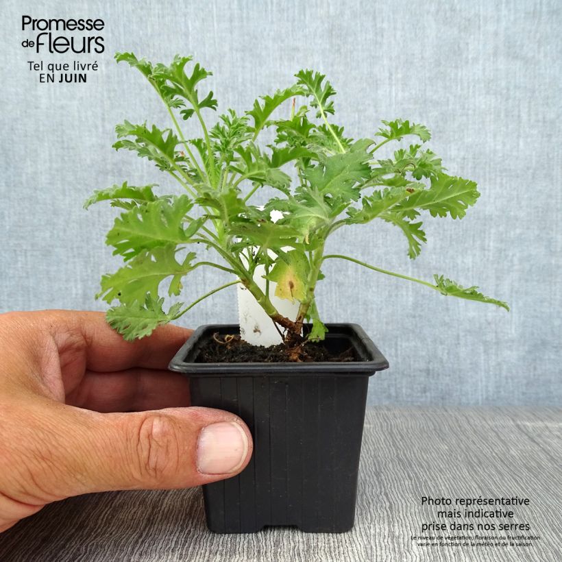 Exemplaar van Pelargonium ionidiflorum - Botanische pelargonium Kweekpotje van 8/9 cm zoals geleverd in de zomer