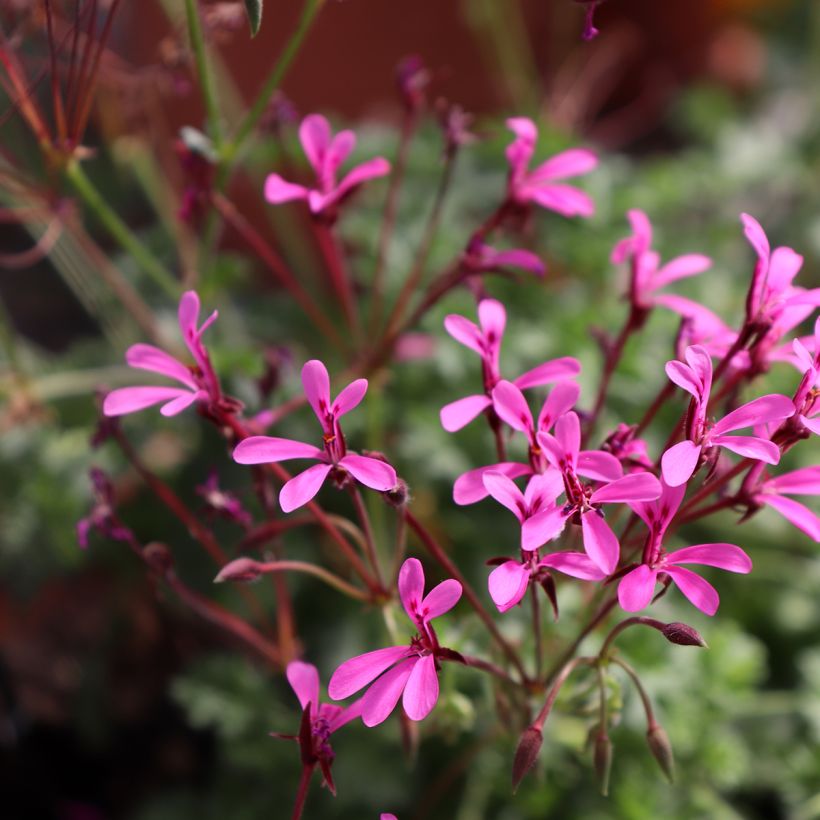 Pelargonium ionidiflorum - Botanische pelargonium (Bloei)