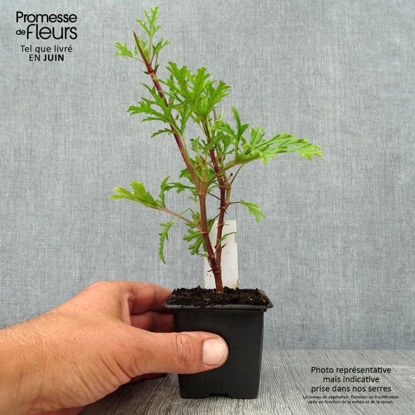 Exemplaar van Pelargonium pseudoglutinosum - Botanische pelargonium Kweekpotje van 8/9 cm zoals geleverd in de zomer