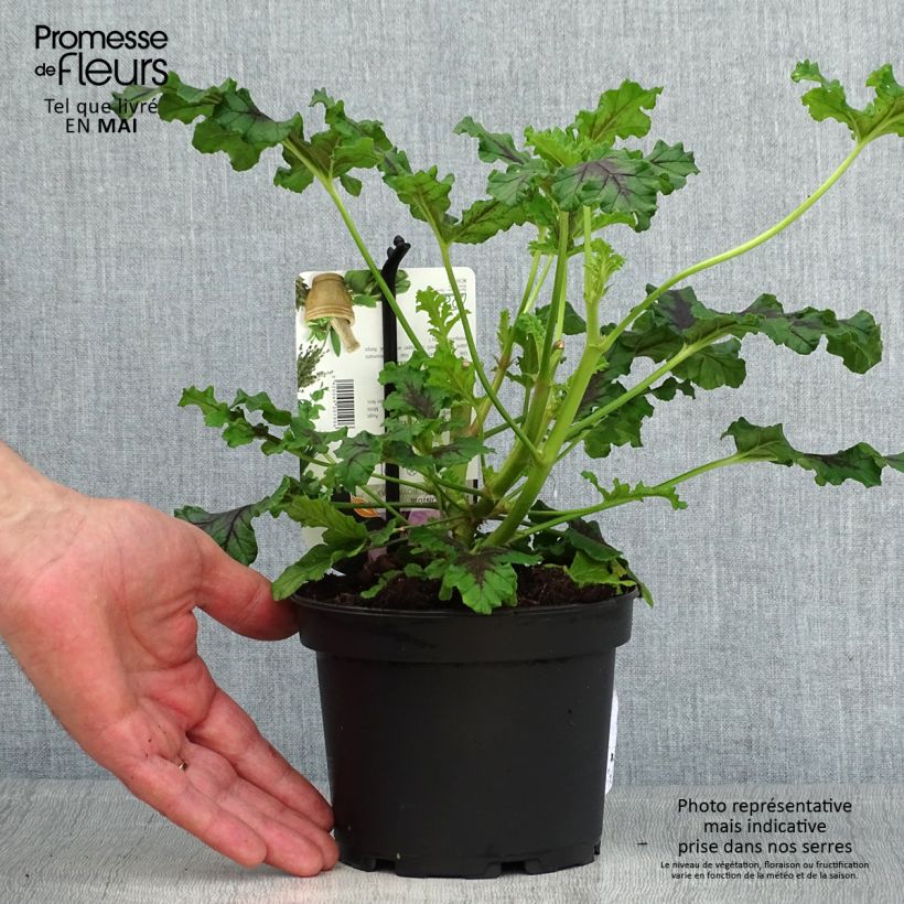 Exemplaar van Pelargonium quercifolium Royal Oak - Geurgeranium met balsam-/amandel-achtige geur Pot van 1,5 l/2 l zoals geleverd in de lente