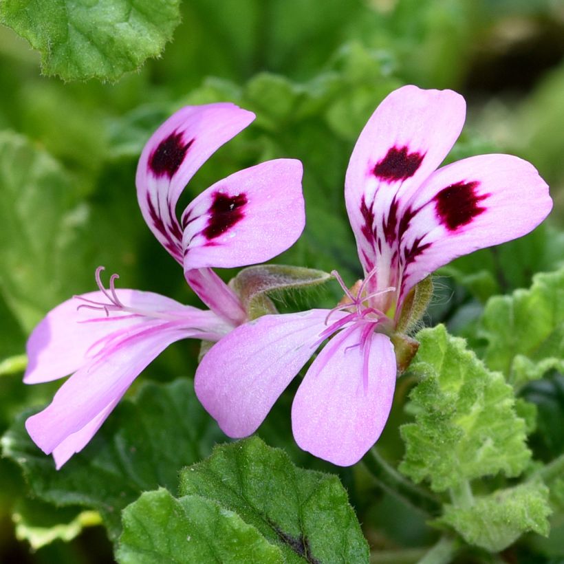 Pelargonium quercifolium Royal Oak - Geurgeranium met balsam-/amandel-achtige geur (Bloei)