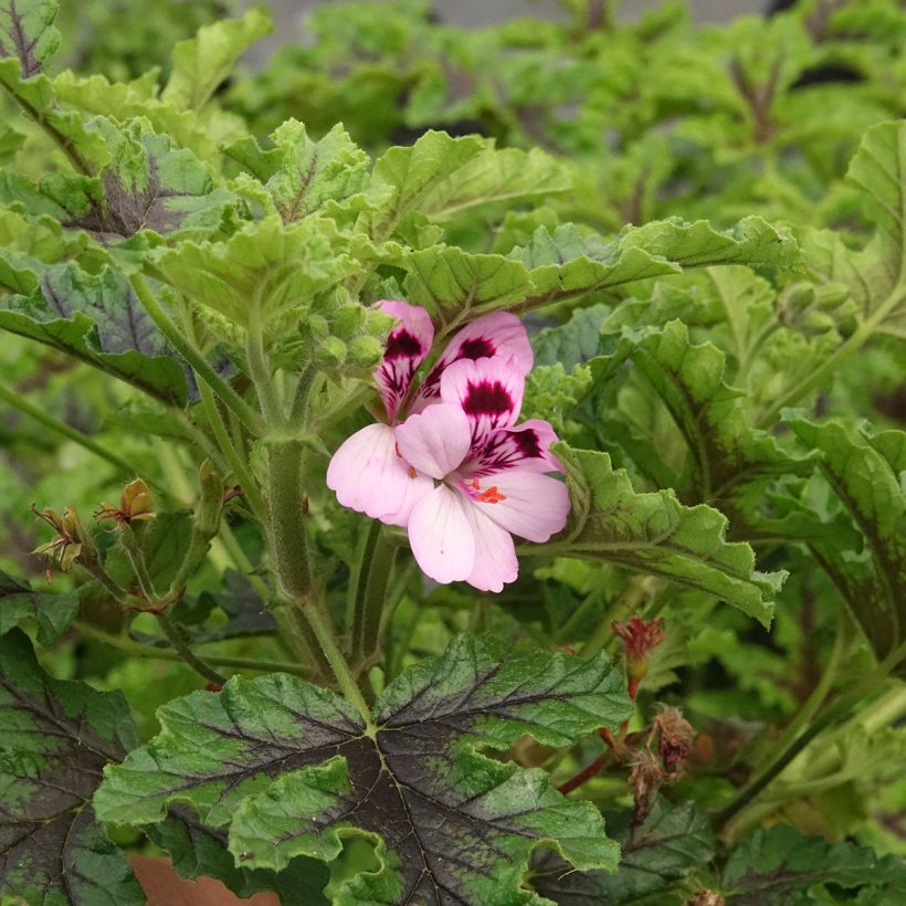 Pelargonium quercifolium Royal Oak - Geurgeranium met balsam-/amandel-achtige geur (Bloei)