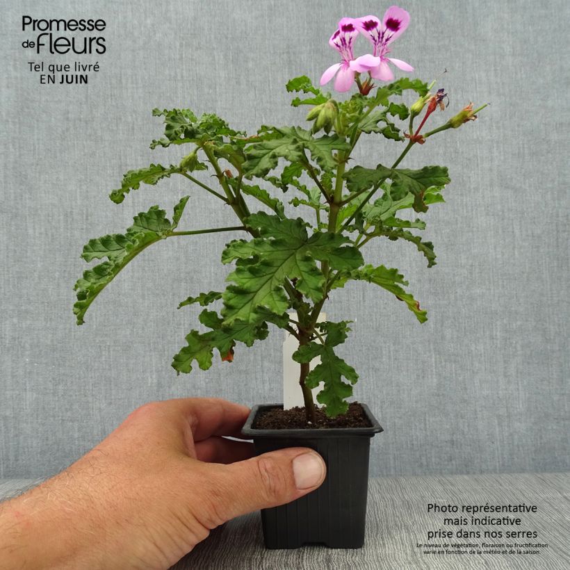 Exemplaar van Pelargonium quercifolium Royal Oak - Geurgeranium met balsam-/amandel-achtige geur Kweekpotje van 8/9 cm zoals geleverd in de zomer