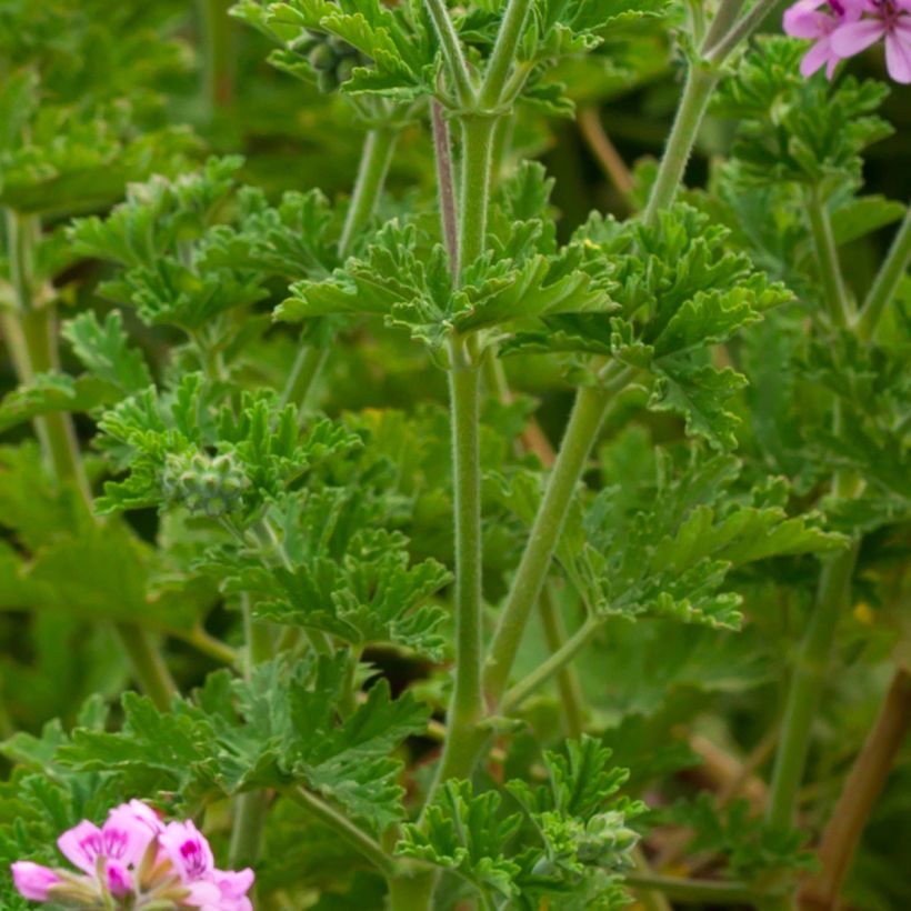 Pelargonium quercifolium - Eikenbladgeranium geurend (Foliage)