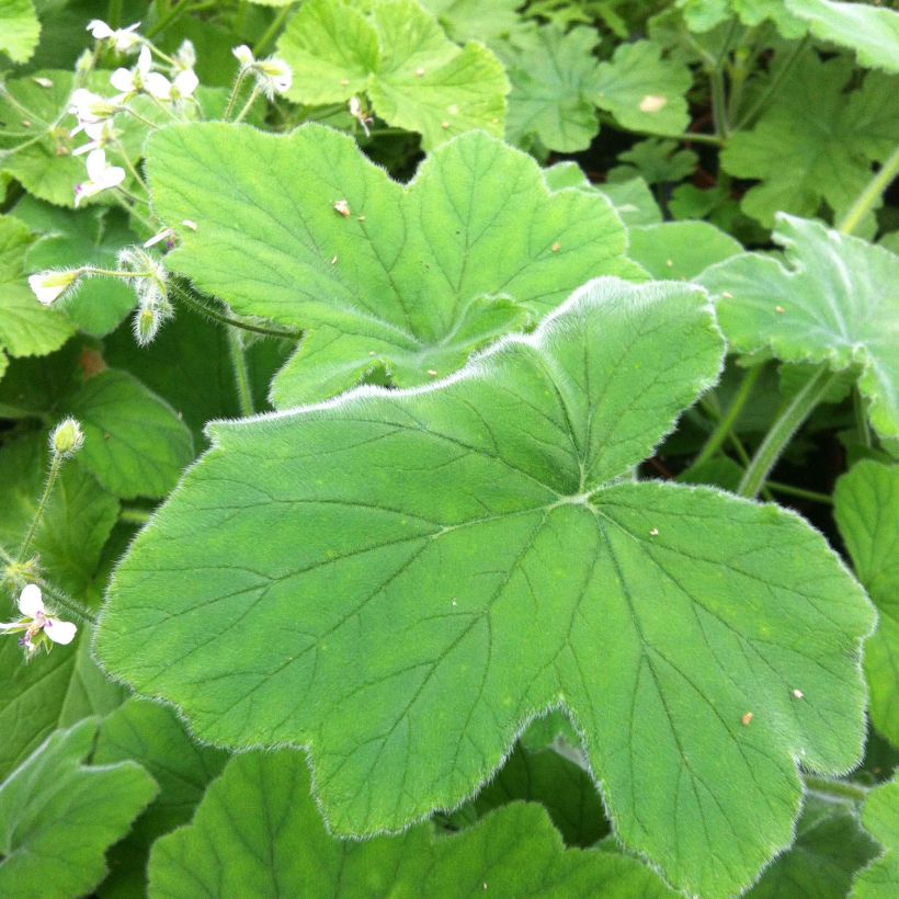 Pelargonium tomentosum - Muntgeranium (Blad)