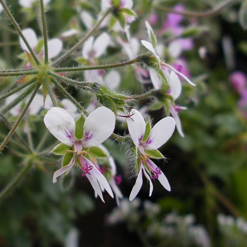Pelargonium tomentosum - Muntgeranium (Bloei)