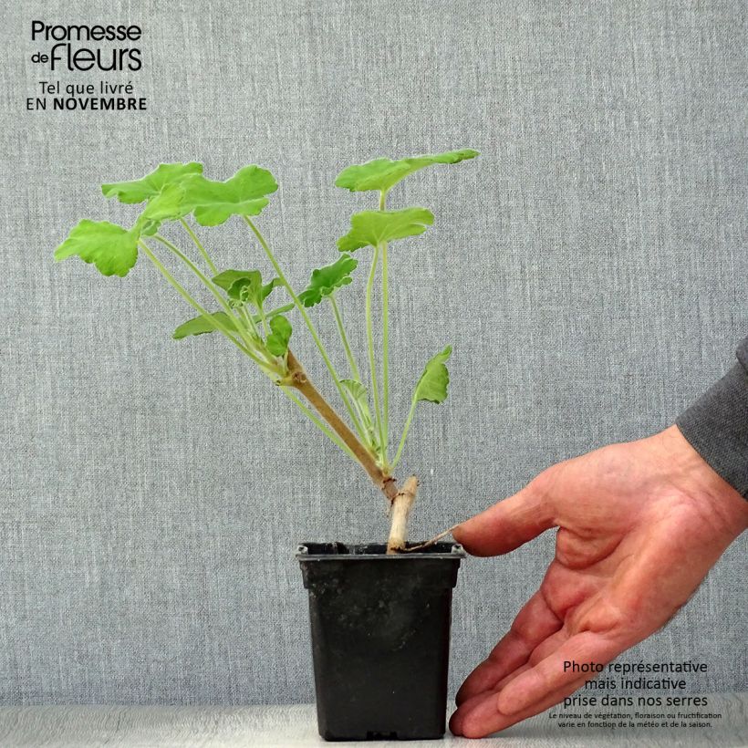 Exemplaar van Pelargonium tomentosum - Muntgeranium Kweekpotje van 7/8 cm zoals geleverd in de herfst