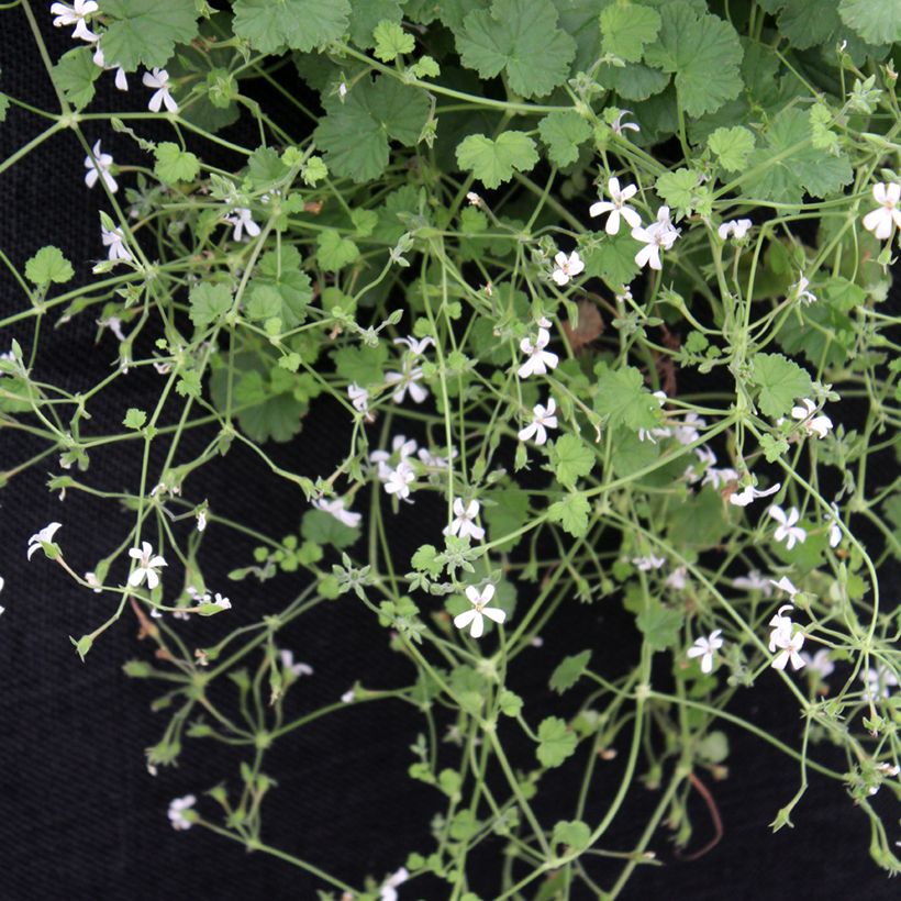 Pelargonium odoratissimum - Botanische pelargonium (Groeiplaats)