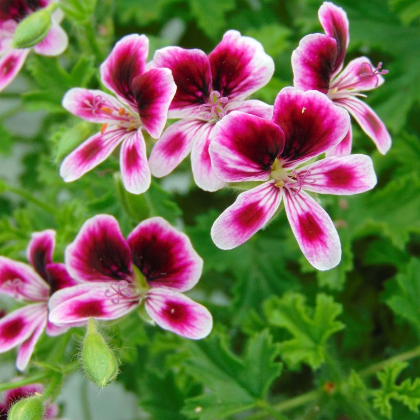 Pelargonium Mosquitaway Eva - Citroengeranium (Bloei)