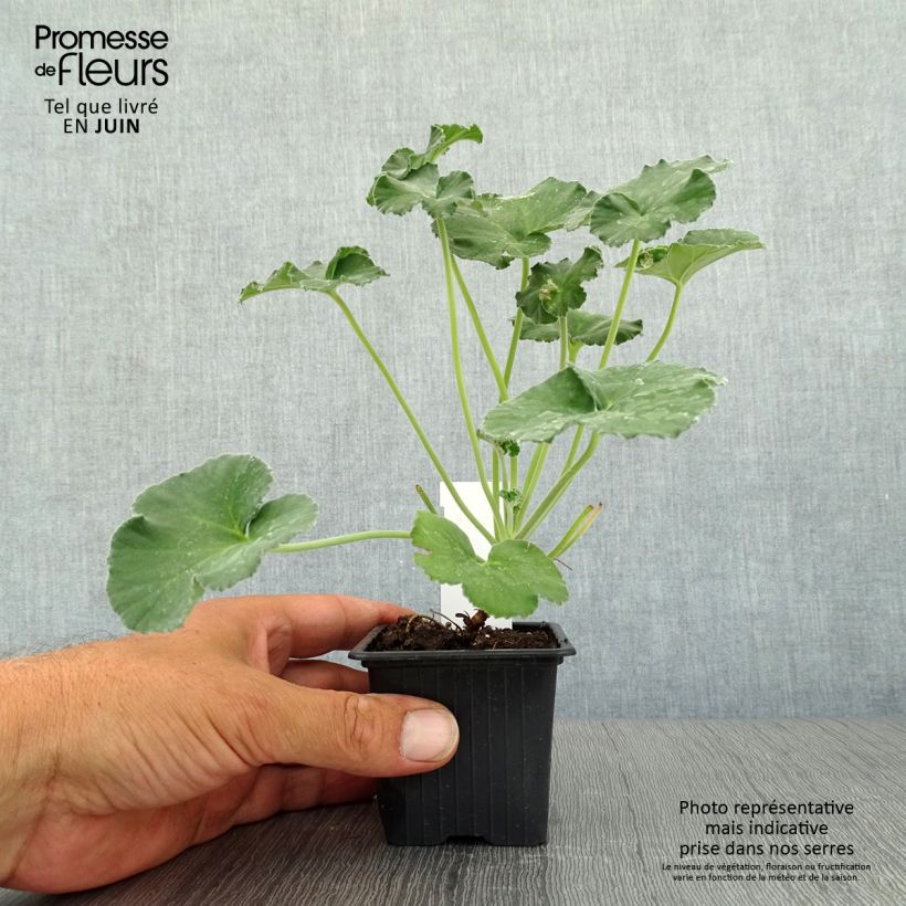 Exemplaar van Pelargonium reniforme - Botanische pelargonium Kweekpotje van 8/9 cm zoals geleverd in de zomer