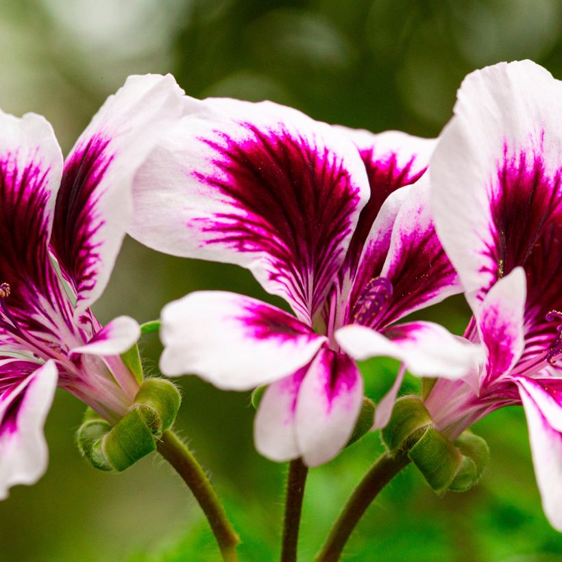 Pelargonium crispum Angel Eyes Blueberry - Franse mini-geraniums (Bloei)