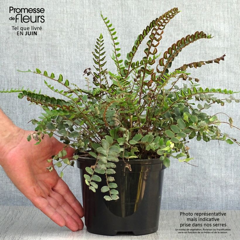 Exemplaar van Pellaea rotundifolia - Dubbeltjesvaren Pot van 2 l/3 l zoals geleverd in de zomer