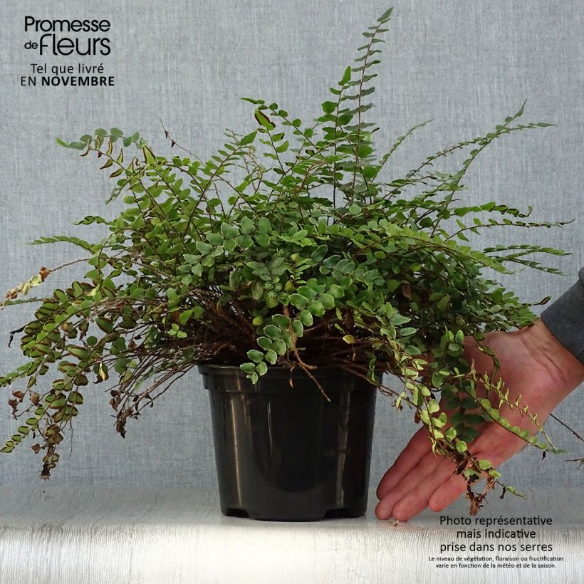 Exemplaar van Pellaea rotundifolia - Dubbeltjesvaren Pot van 2 l/3 l zoals geleverd in de herfst