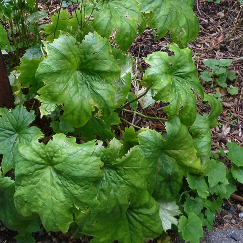 Peltoboykinia tellimoïdes - Peltoboykinia (Blad)
